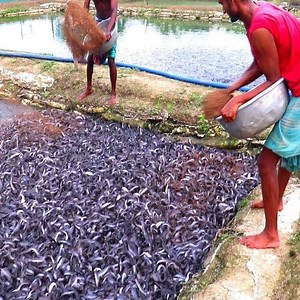 36K views · 313 reactions | How To Raise Catfish In A Pond --------------------------------------------------------------- Like Page To See The Most Interesting Videos !!!  #WildAnimalWorld | Wild Animal World | Facebook