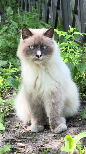[4K HDR] Magnificent siamese cat! #cat #siamesecats