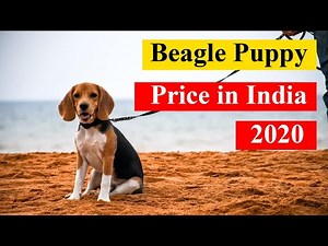 Beagle Price in India 2020 in Hindi