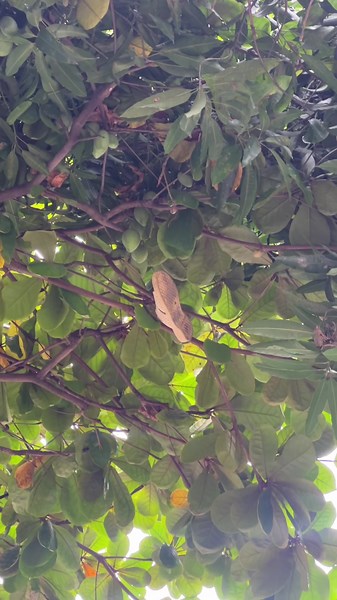 Trái xoài đột biến#gogotv