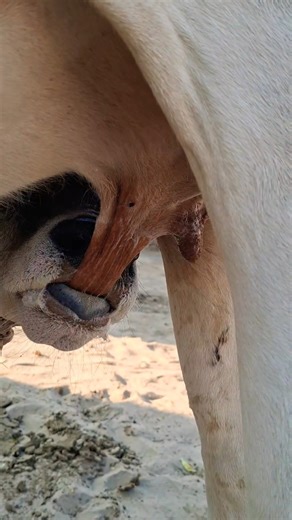 cow's baby milking #animals #cows #viral #shortsfeed #shorts #trending