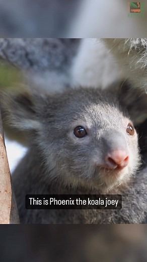 9.3K views · 1.1K reactions | Say hello to little Phoenix! This tiny...