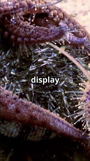 Starfish: The Ocean's Unique Predators #starfish
