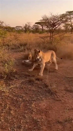 Lioness Battles Python to Save Cub
