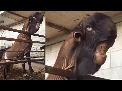Goat with a Weird Face Never Seen Before