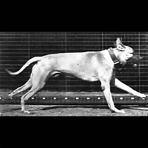 Dog Running - sideview (1887) Eadweard Muybridge