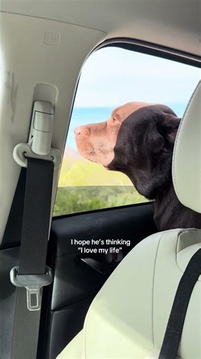 Lucky dog #puppy #retreiver #dog #labrador #souldog