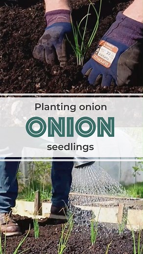 12 reactions · 4 comments | Planting Onion Seedlings 暈 The clumps of...