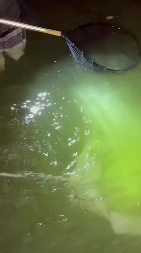 Secured a massive SHARK #shark #massive #monster #fyp #fishing #swamp