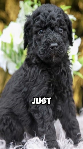 Tiny Puppy vs Giant Adult Transformation (Black Russian Terriers)