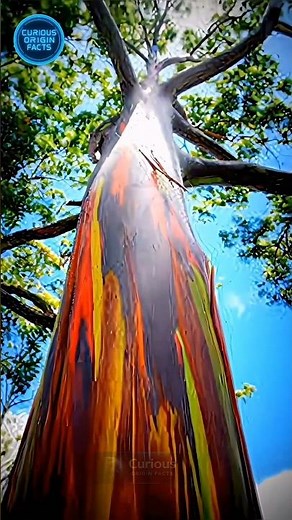 Is This TREE Even REAL?! My Brain Broke. 🌈 #nature #wildlife