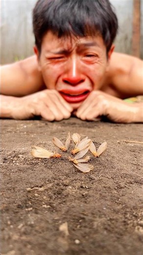 Tears suddenly started to flow upon seeing that these flying termites have gone forever #insectsong