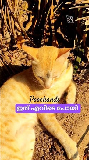 Evide Poyi 😼😾 #malayalam #poochandi #malayalamfundubb #poochasir #funnymalayalam #poocha #shorts