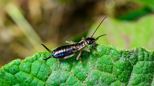 How To Identify and Get Rid Of Earwigs