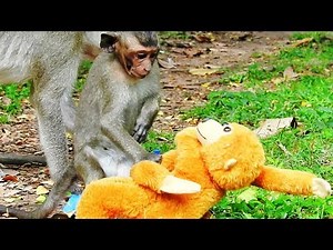 Hilarious Monkeys Funny Animals Ever | The Ultimate Funny Videos How monkey scare toy