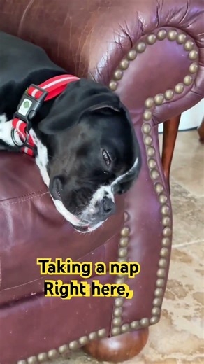 ￼ dogs nap time goals #puppy #funnyvideo #youtubeshorts #dogshorts #dog #cutedog ￼