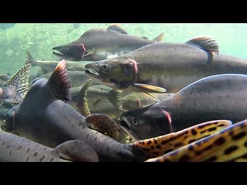 Why is the Salish Sea so rich with life?