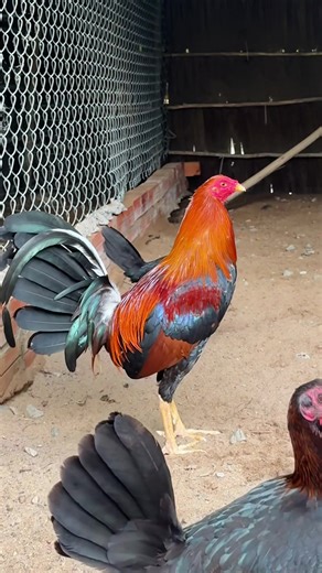 Stylish Cuban Sweater Designs for Every Occasion