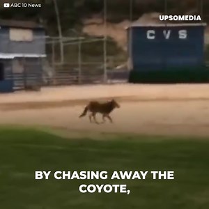 This little dog went out with his human to the park and a camera captured the exact moment when a coyote jumps over the fence and pounces on the poor dog in a matter of seconds.... Subscribe for more content http://bit.ly/yt-thekiwi | The Kiwi