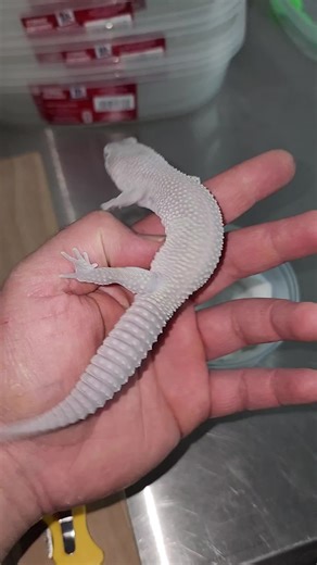 #blizzardleopardgecko has always been a hobby fan favorite! We are starting to Infuse Afghanicus DNA into the Blizzard line to create more consistent and dark purples! This gecko is in shed so it's looking a little lighter but man this project has been producing some amazing purple geckos! 💜🦎 #leopardgeckos #leopardgecko #geckos #geckosofinstagram #lizards #reptiles #fyp #leopardgeckosofinstagram