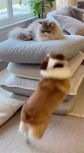 Cat Plays King of the Cushion Mountain! 👑 #shorts