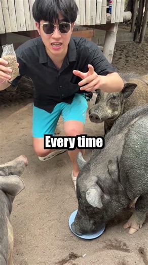 1 Like = Feed my Pigs