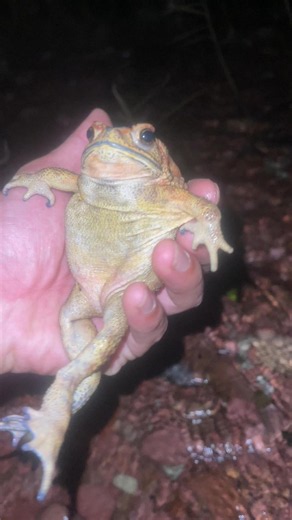 Laugh Until You Cry with This Cute and Hilarious Toad!