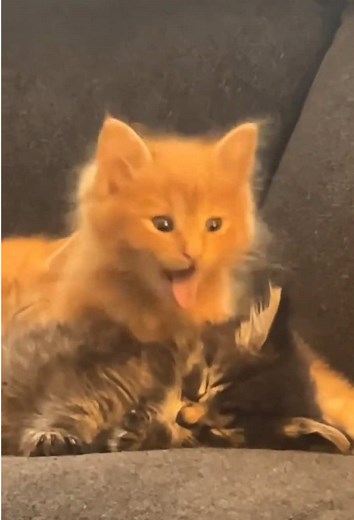 Unlucky Little Cuties: Hilarious Cat Fails