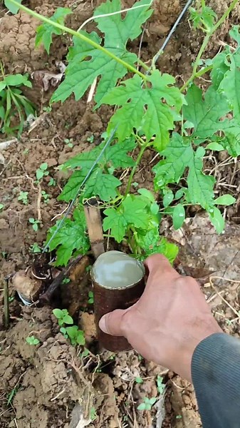 Agri Tambai (Agree Beezz Nest) on TikTok