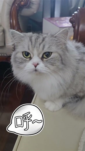 对着Grumpy 吹气是什么反应～～～What funny reaction will Grumpy have when I blow on her? 💨😾🤔