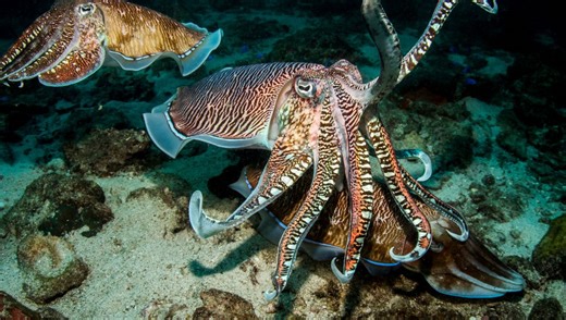 Cuttlefish Communicate With Arm Waving And Can Sense The Ripples With Their Bodies