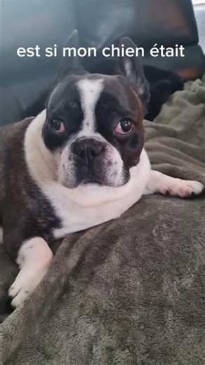 mon chien = iggy (jojo bizarre adventure)