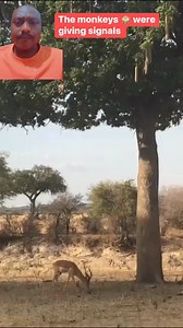 The monkeys were giving signals 🥹#animallover #animals #nature | Animal Lovers