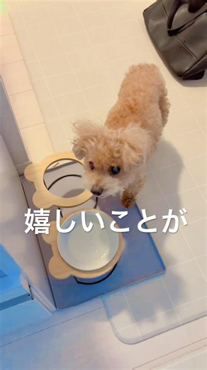 ソレイユからの意思表示🐩