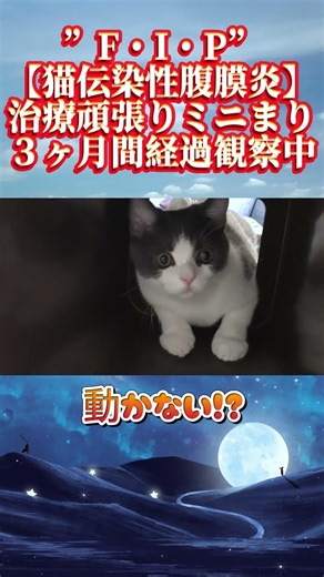 【FIP・猫伝染性腹膜炎】ゴミ箱の中が好きな子猫ちゃん！？汗【#fip#猫伝染性腹膜炎#腹水#黄疸#mutian#未認可薬#catshorts#猫YouTube#経過観察#ゴミ箱#まったり場所】