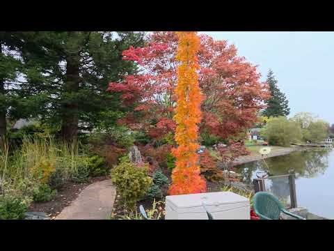 Amazing Fall Color 2025 - Amazing maples