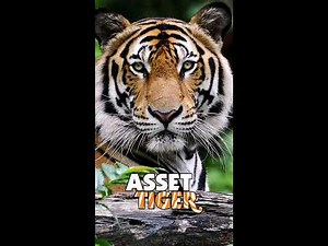 AssetTiger :: Mobile App