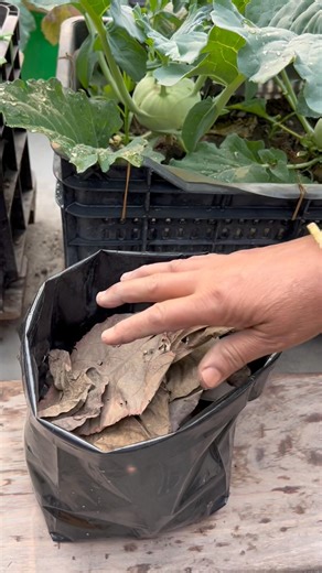 Making compost soil in a poly bag by using dry leaves as compost #gardening #tomato #compost #shorts