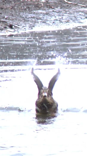 [ASMR] Female Mallard Flapping Wings on the Water #Shorts