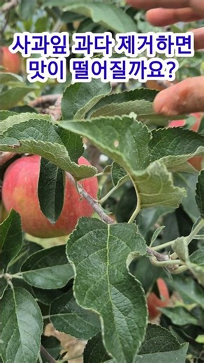 홍로 착색 올리는 적엽 작업, 어디까지 해야 할까? #홍로 #사과나무 #사과재배 #사과판매 #잉매힐스사과농원