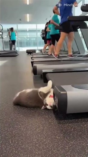 Cute Kitty Having Fun at the Gym 🐱💪😂 #CuteCat #GymCat #FunnyAnimals #Viral#shorts