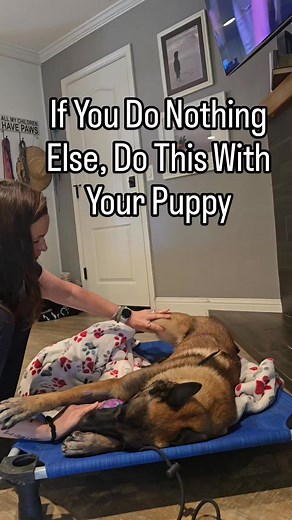 Meet Ryu, my Belgian Malinois, freshly post-op and already proving that a true working dog never takes a sick day. He’s holding his ball while I check his incision like, “Sure, you can poke around, but don’t even think about taking this from me.” Classic Malinois. Here’s the thing: I can do this with Ryu because we’ve built trust and practiced handling since he was a puppy. That’s the one thing I encourage every single dog parent to do: make handling part of your dog’s normal life. Why does it m