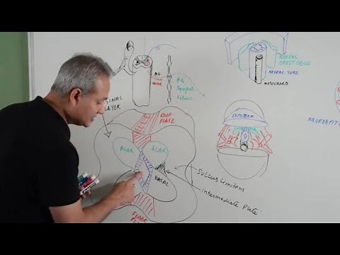 Spinal Cord Development - Embryology