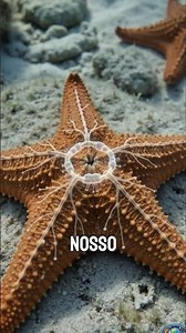 This animal switches BRAINS