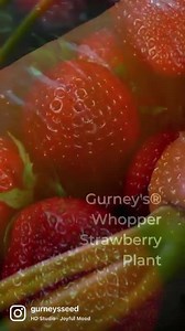Curious to see what customers are loving? Check out these yummy favorites! 😋 | Gurney's Seed and Nursery Co.