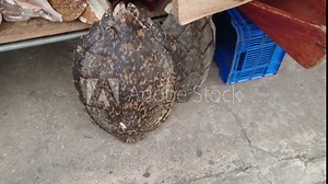 Poached endangered Hawksbill Turtle shell and dead coral found in the Guatemalan street markets, often sold as musical instruments.