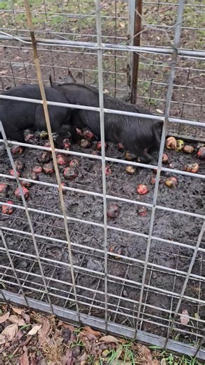 12K views · 111 reactions | Hunt Catch Cook on Reels | Facebook