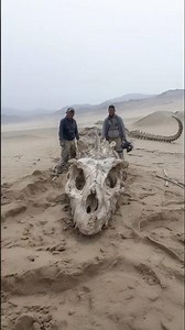 Gigantic Fossilized Fish Skull Found in Peruvian Desert