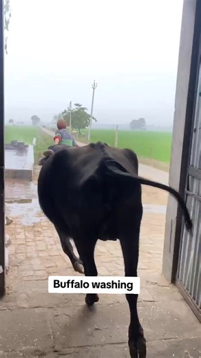Effective Buffalo Washing System for Veterinarians