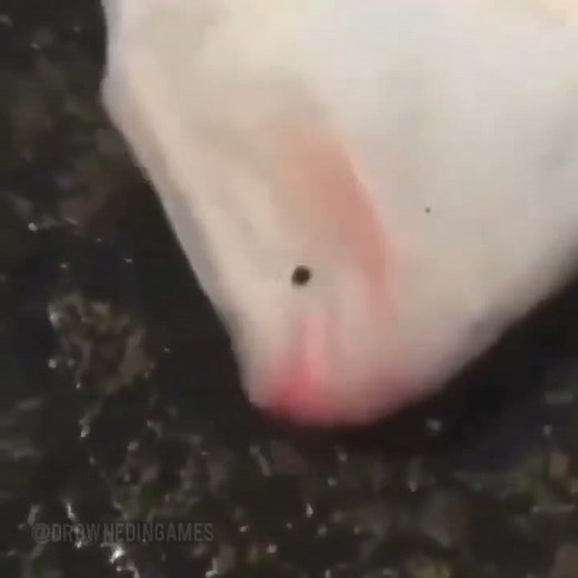 Flounder Fish Screams The Tornado Alarm Alert #memes #meme #tornado #fishing #fish #alarm
